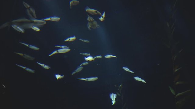 Squid swim through light shaft in dark ocean scene