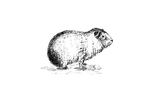 Guinea pig, Cavia - Vintage Engraved Illustration 1889