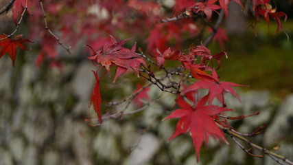 紅葉