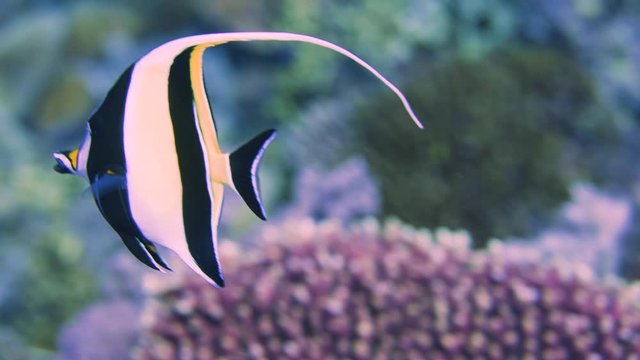 Butterfly und Angler Fische vor Korallen