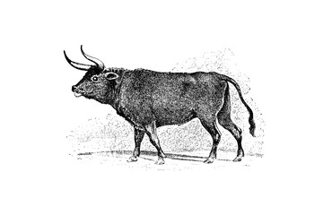 Bos Taurus Primigenius - Vintage Engraved Illustration 1889