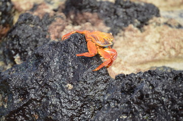 Galapagos, Orange Crab