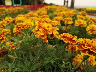 yellow flowers in the garden