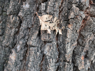 Tree bark closeup background. Poplar bark texture background. Natural texture. 