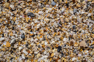 Sea shells glistening under the ocean water