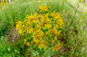 Fisheye shot of Yellow Wildflowers