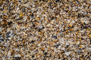 Sea shells glistening under the ocean water