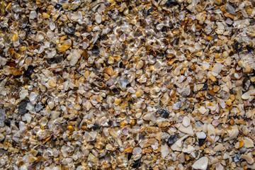 Sea shells glistening under the ocean water