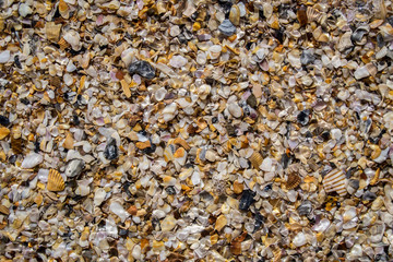 Sea shells glistening under the ocean water
