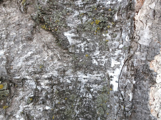 Tree bark closeup background. Birch bark background. Natural texture.