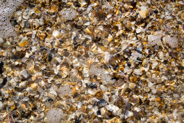 Sea shells covered by ocean water