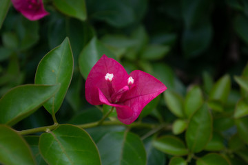  Pink bougainvillea flower isolated in garden