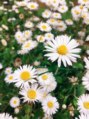 Lovely Daisies