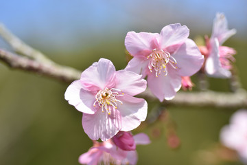 Obraz na płótnie Canvas さくら、にほんの桜