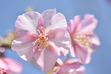 さくら、にほんの桜