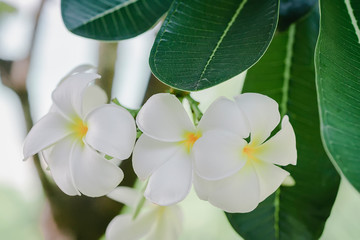 Plumeria flower white frangipani tropical flower, plumeria flower blooming on tree, spa flower