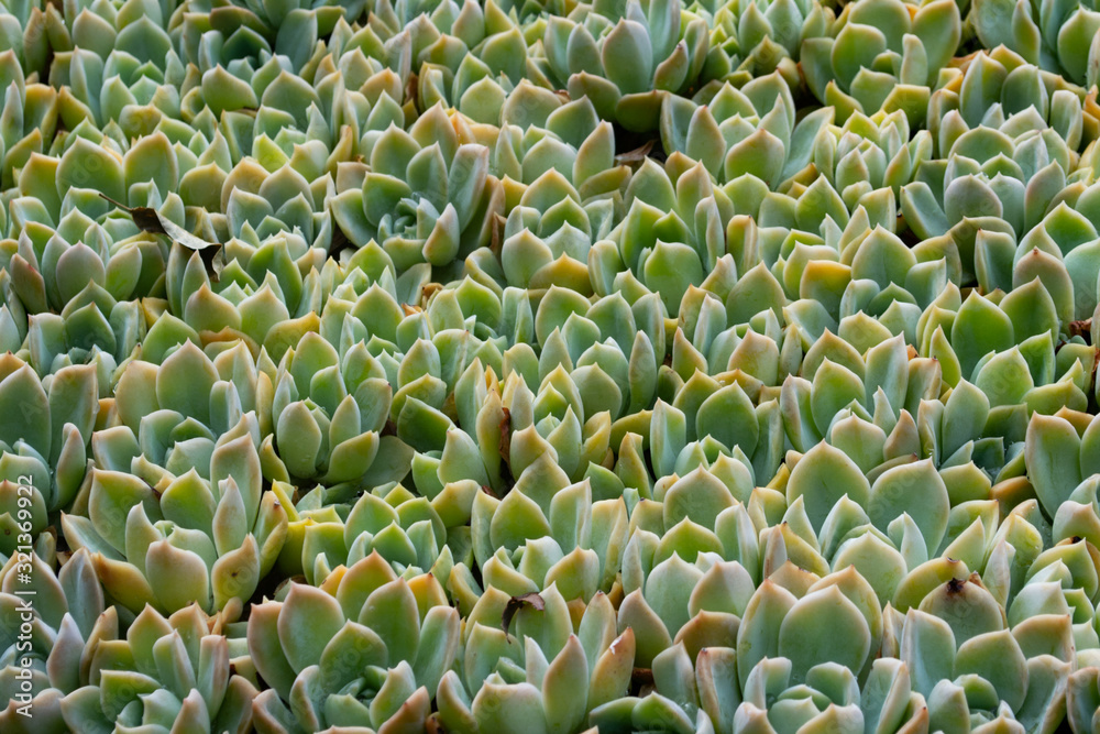 Wall mural texture of green succulent cactus with pointed leaves