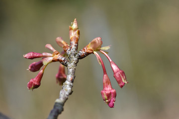 さくら、にほんの桜