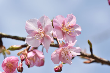 さくら、にほんの桜