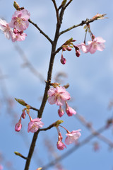 さくら、にほんの桜