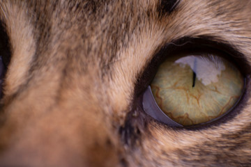 eye of cat