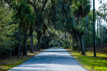 Trees line Savannah street.
