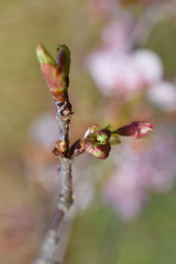 さくら、にほんの桜