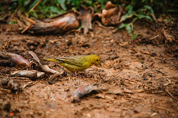 Bird Sicalis flaveola