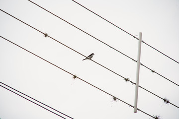 birds on a wire