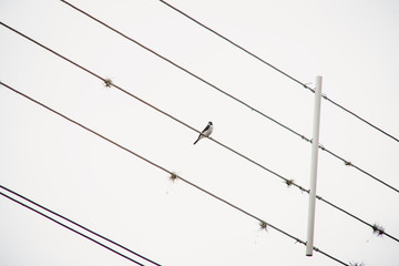 birds on a wire