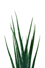 Modern Abstract Plant White