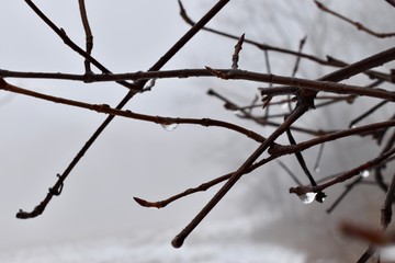 water drops on branches