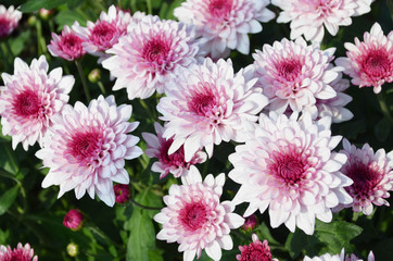 Top view of beautiful pink daisy or chrysanthemum