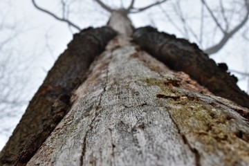 trunk of a tree