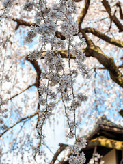 Closeup view of cherry blossoms. Selective focus on a branch with blurred background.