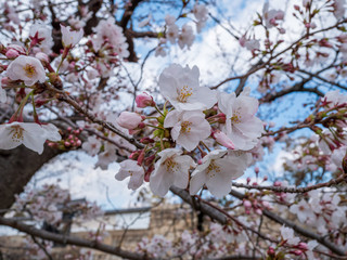 Closeup view of cherry blossoms. Selective focus on a flower with blurred background.