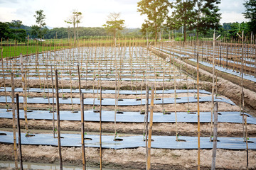Eggplant agriculture at farm.Eggplant cultivation background