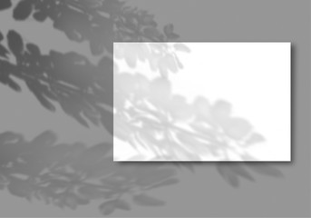 A sheet of white paper on a gray background. Mockup with overlay of plant shadows . Natural light casts the shadow of field plants and flowers from above