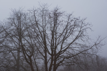 silhouette of a tree in fog