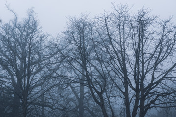 silhouette of a tree in fog