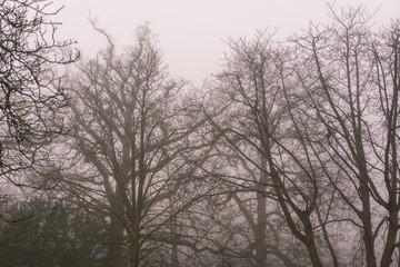 silhouette of a tree in fog