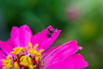little spider in pink zinnia flowers