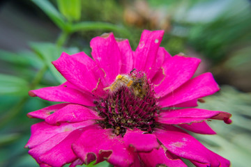 caterpillars that are eating zinnia flowers