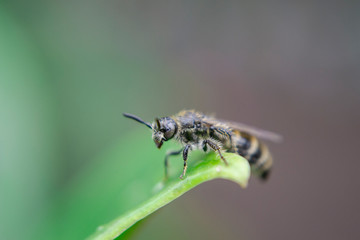 Sweat bees perch in a leaf