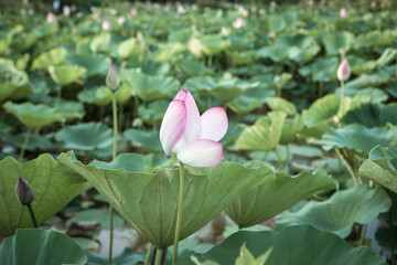 Lotus Flower Bloom