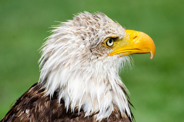 Head of a Bald Eagle