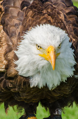 Ready to Charge Bald Eagle