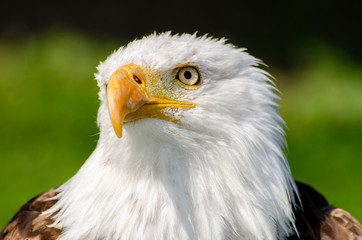 Bald Eagle Front Side View