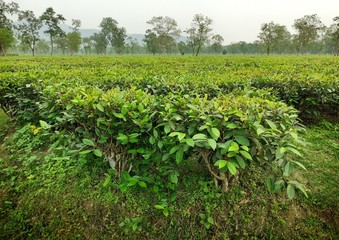 Fototapeta na wymiar Green tea garden. Tea agriculture in Assam, India