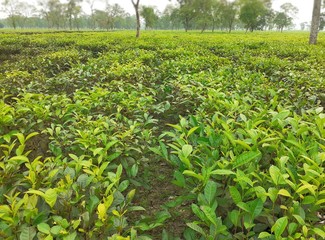 Green tea garden. Tea agriculture in Assam, India